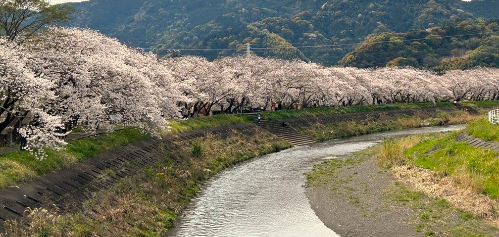丸子川桜満開